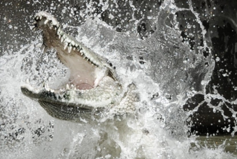 Pria Tua Diterkam Buaya Saat Mengambil Wudhu di Parit Tanjung Saleh Kubu Raya