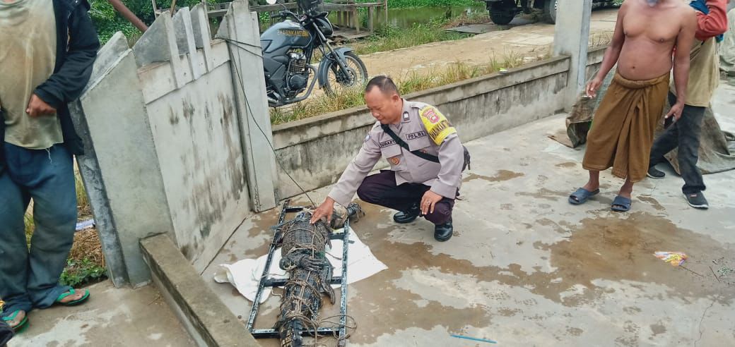 Warga Sungai Rengas Dihebohkan Kemunculan Seekor Buaya Muara Liar