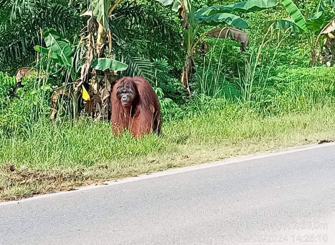 KSDA Kalbar dan BTN Gunung Palung Tangani Kemunculan Orang Utan di Kayong Utara