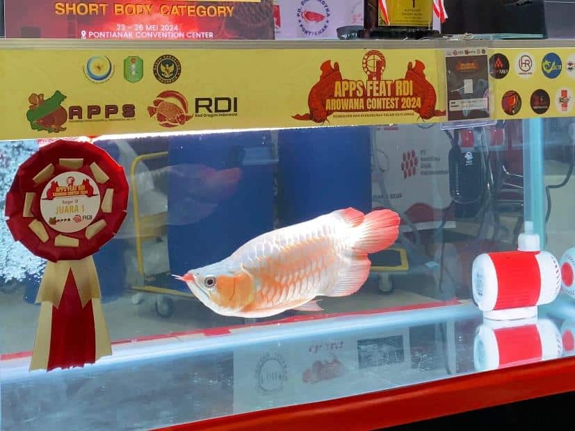 194 Ekor Arwana Ikuti Kontes Internasional di Pontianak Convention Center