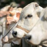 { \Illuminate\Support\Str::words($kategorix->post_title, 30, '') }}