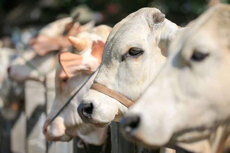 Hukum dan Sejarah Kurban