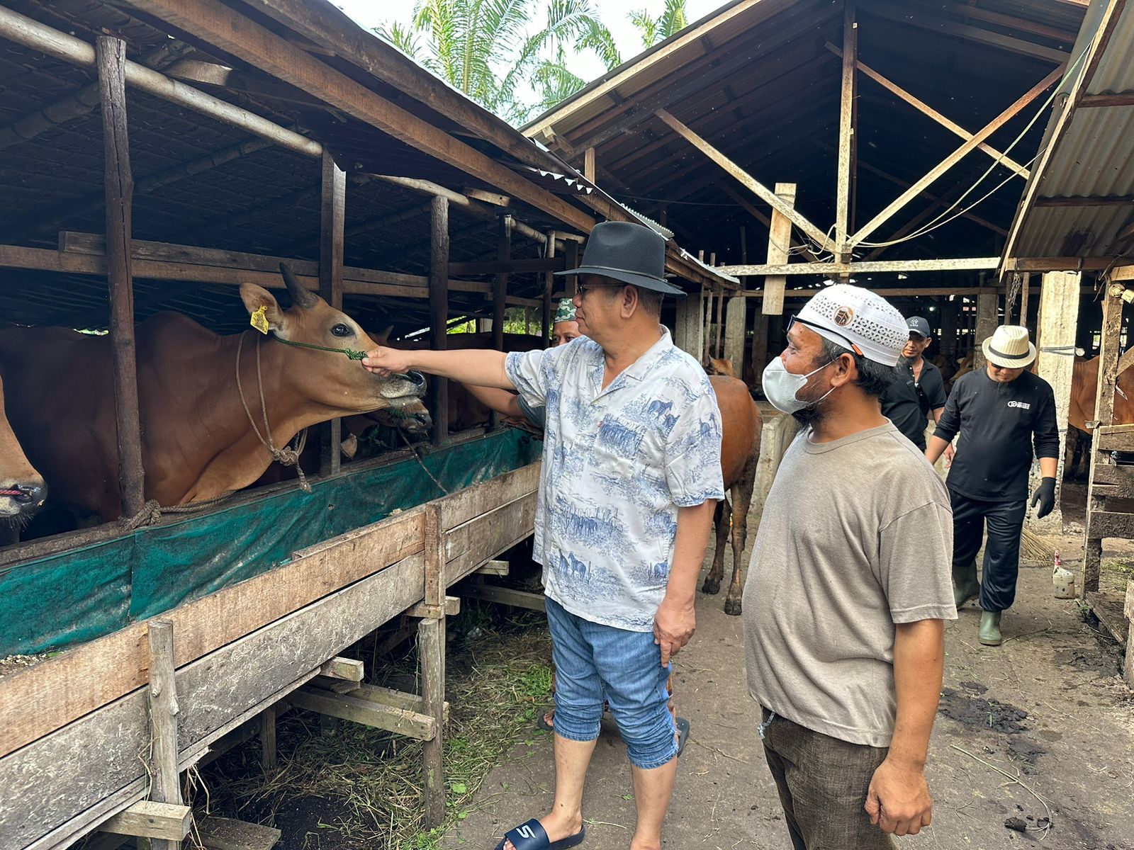 Pemprov Kalbar Siapkan 30 Ekor Sapi Kurban Idul Adha 1445 H