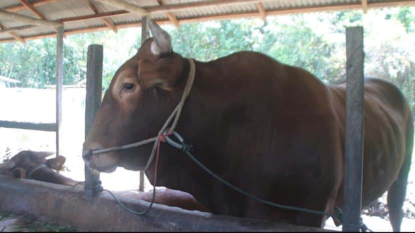 Arjuna, Sapi Kurban Presiden Jokowi dari Ambawang Berbobot 1,3 Ton