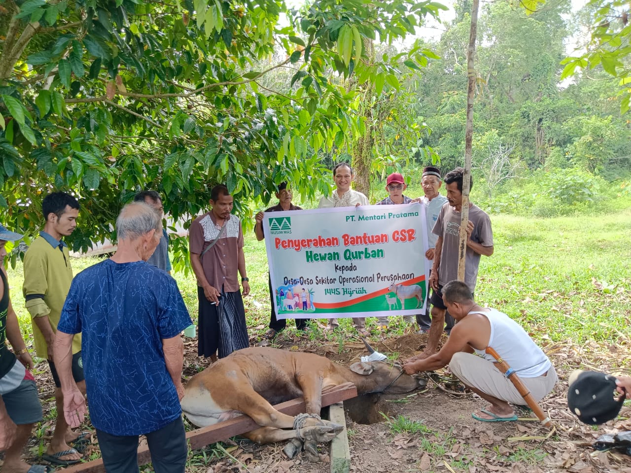 Idul Adha 1445 H, PT Mentari Pratama Bagikan Tiga Ekor Sapi ke Desa Sekitar dan Karyawan