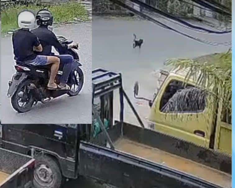 Viral Aksi Penculikan Anjing di Pontianak Terekam CCTV