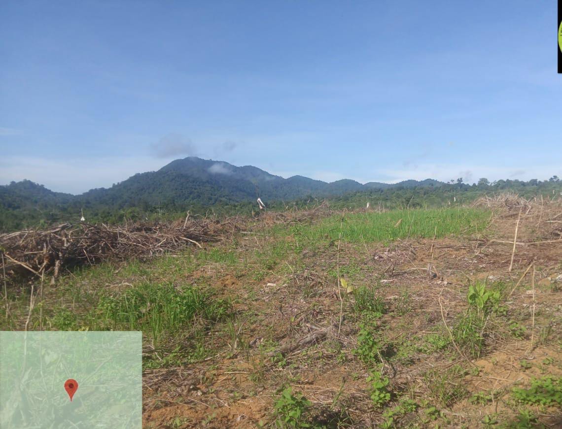 Hutan Lindung Gunung Tarak Ditanami kebun Sawit Seluas 50 Hektare, Pemiliknya Pejabat di Ketapang