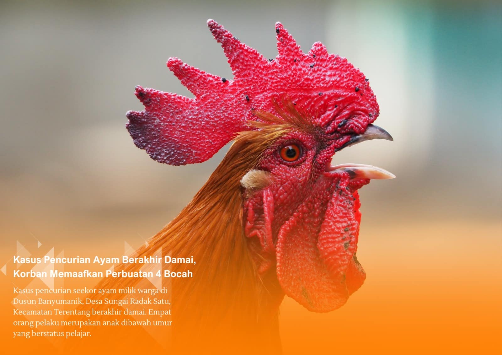 Kasus Pencurian Ayam Berakhir Damai, Korban Maafkan Perbuatan 4 Bocah