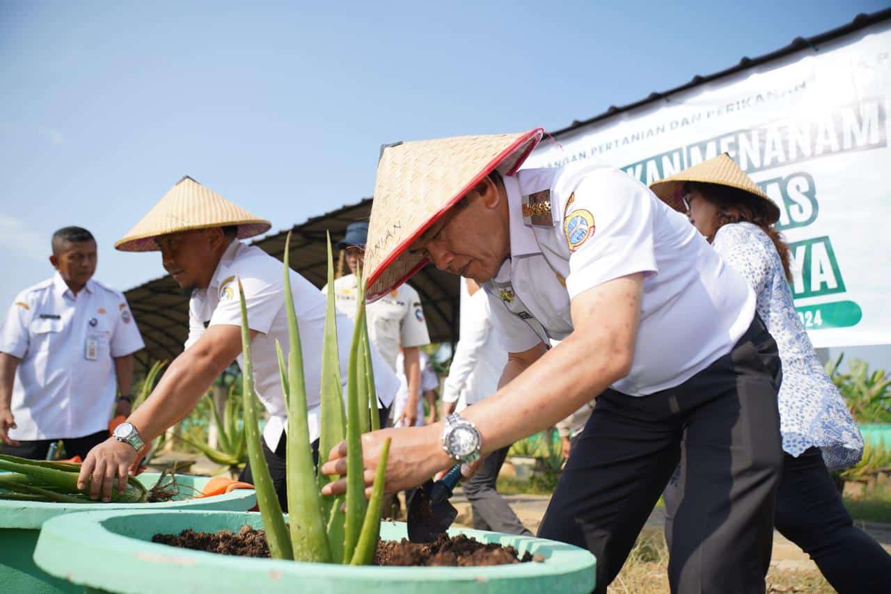 Produksi Menurun, Pemkot Pontianak Dorong Petani Galakkan Budidaya Lidah Buaya