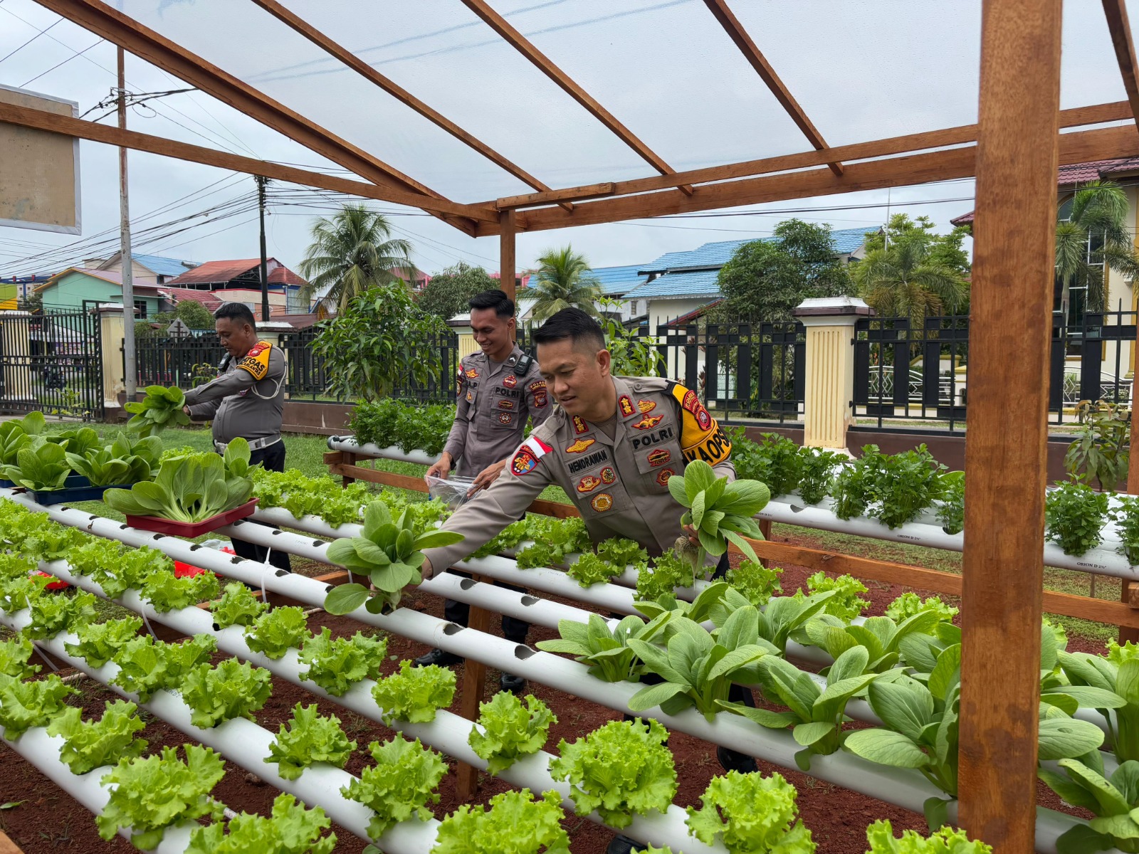 Kapolres Kapuas Hulu Panen Perdana Sayuran Metode Hidroponik