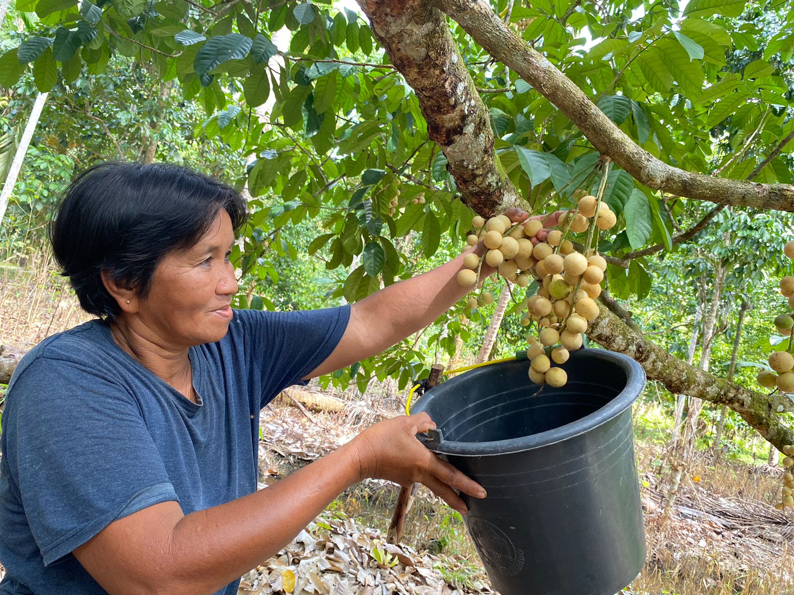 Musim Panen Langsat Punggur Melimpah, Produksi Capai Puluhan Ton