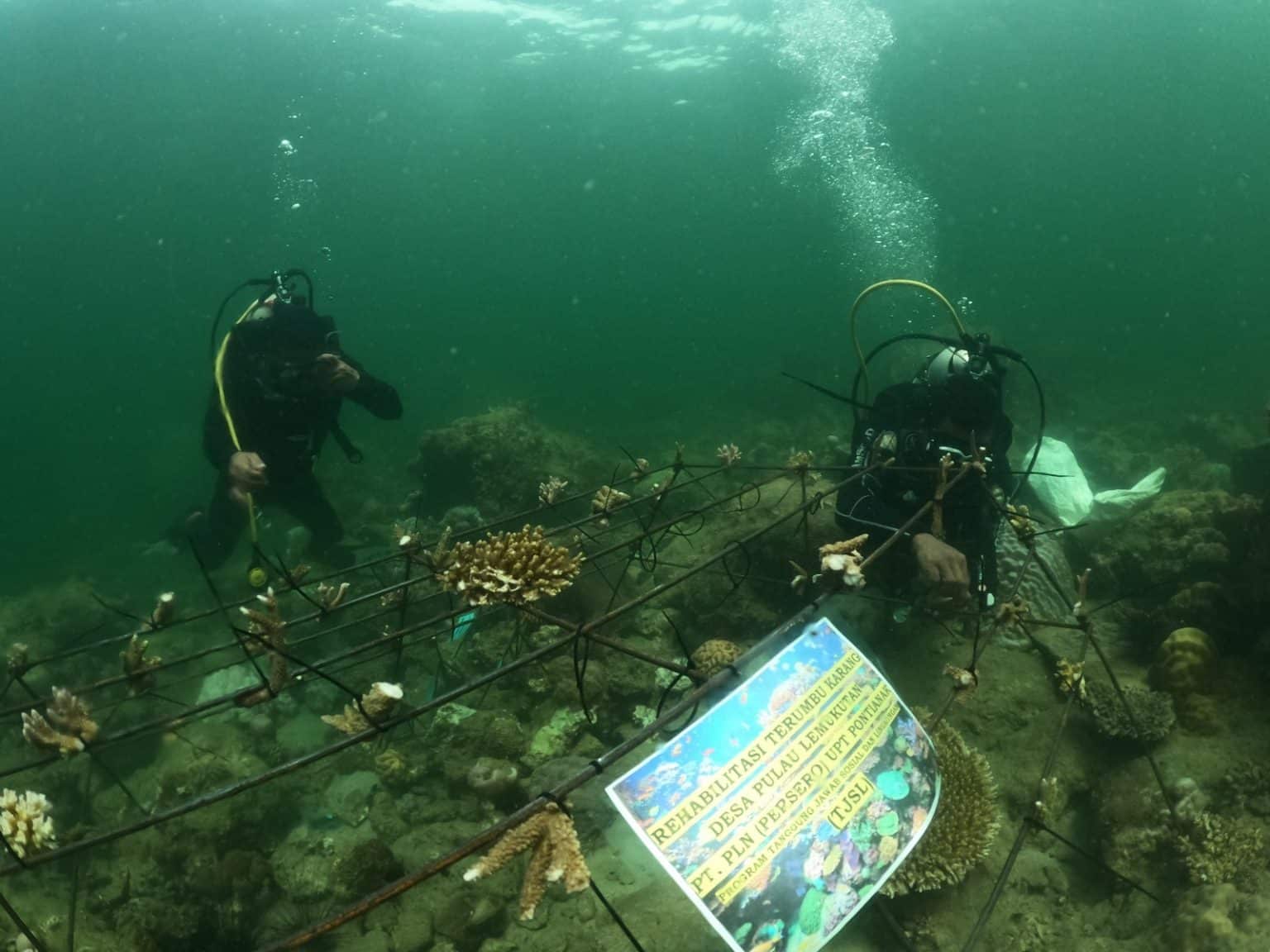 Dukung Pembangunan Keberlanjutan di Kalimantan, PLN Hadirkan 15 Program TJSL di Sepanjang Tahun 2024