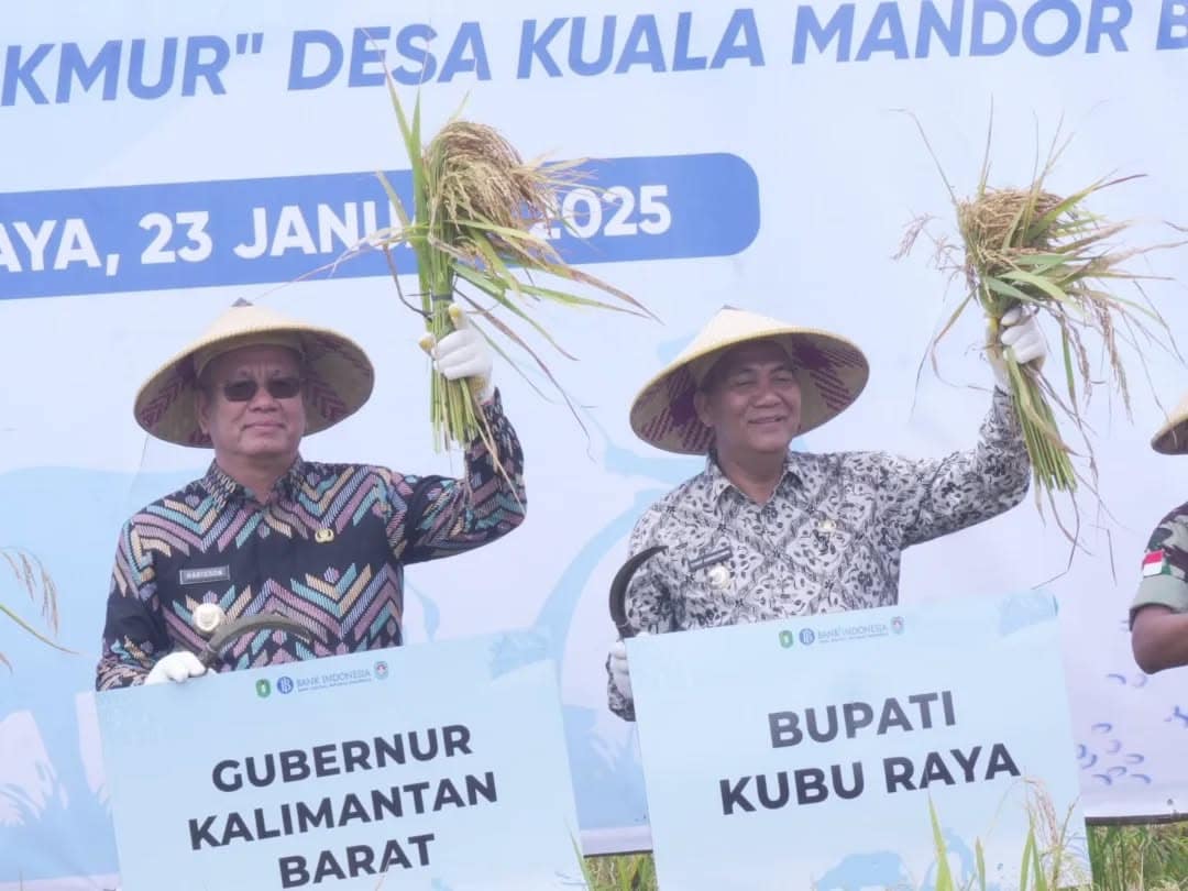 Pj Bupati Kamaruzaman Ikut Panen Raya di Kuala Mandor B