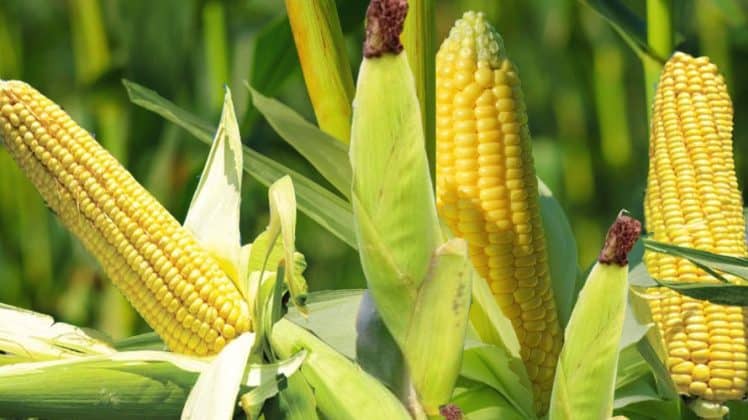 Polres Kapuas Hulu Cek Lahan Siap Tanam Jagung di Desa Seriang Badau