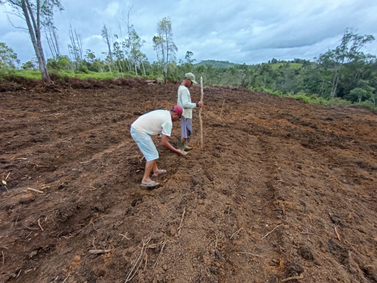 Polsek Semitau Kawal Ketahanan Pangan, Personel Cek Perkembangan Tanaman Jagung