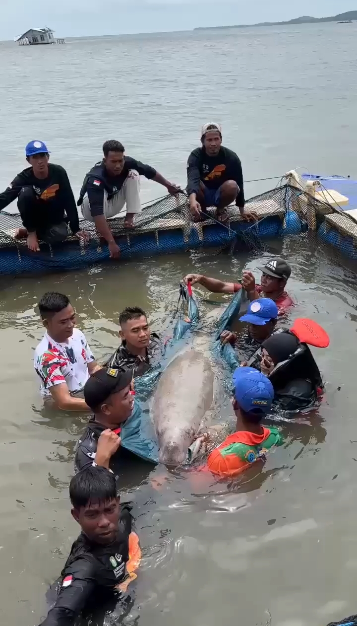 Terjerat Jaring di Perairan Ketapang, Nelayan Selamatkan Dugong "Fitri" Kembali Bebas ke Laut