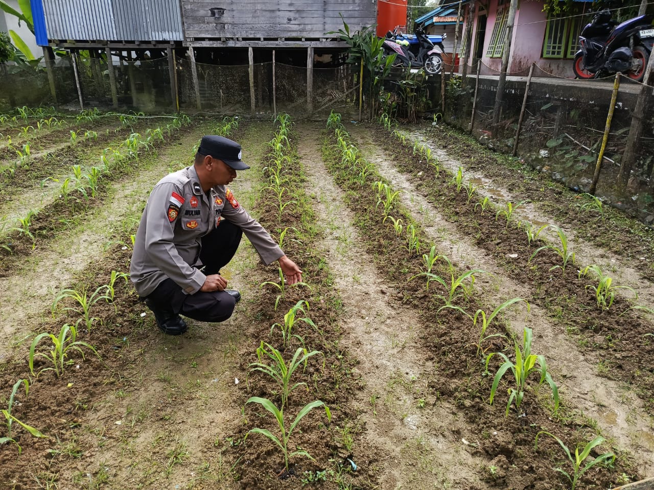 Dukung Ketahanan Pangan, Polsek Jongkong Cek Tanaman Jagung di Dua Desa