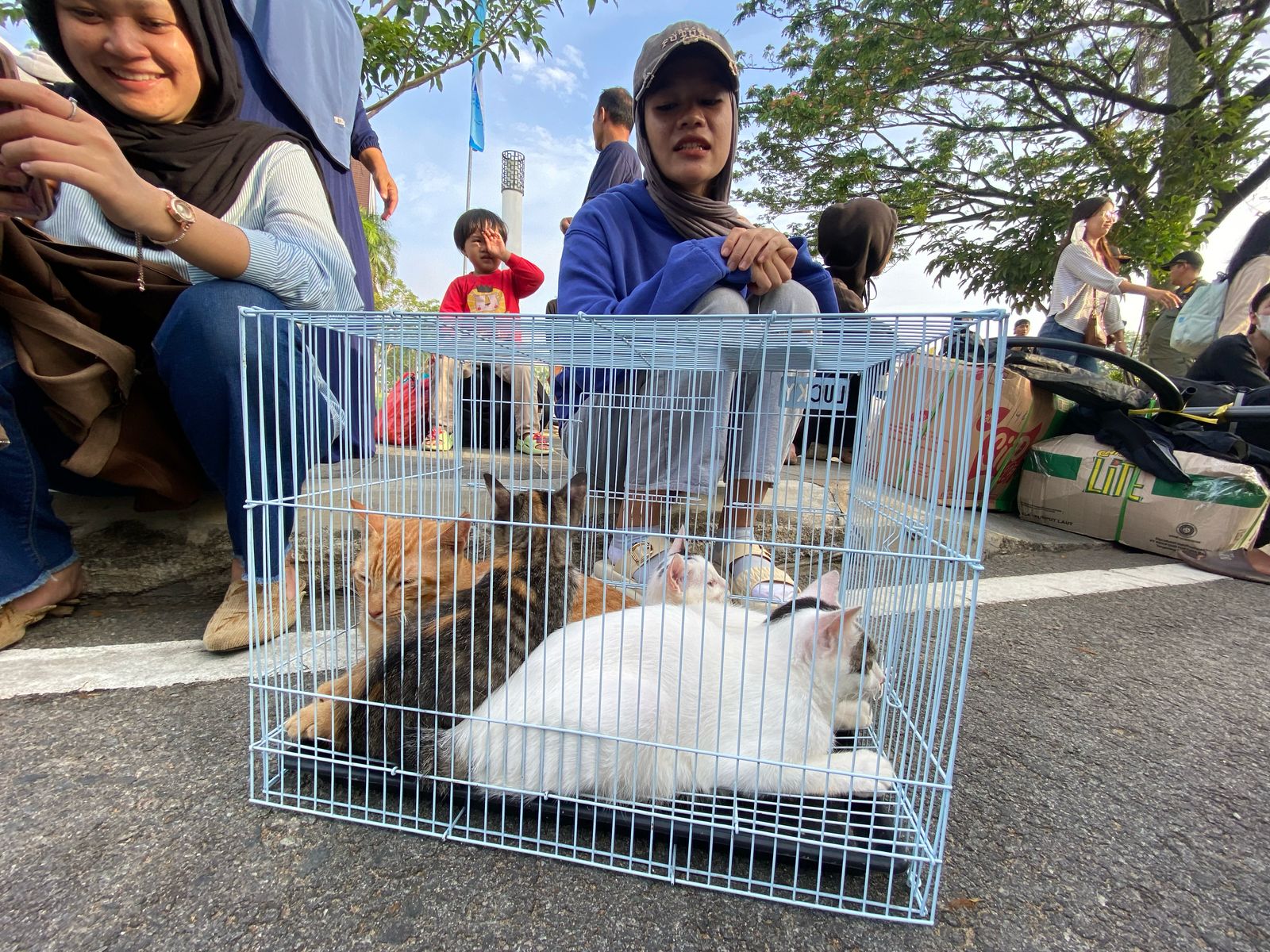 Empat Ekor Kucing Milik Warga Ikut Mudik Gratis Khatulistiwa 2025