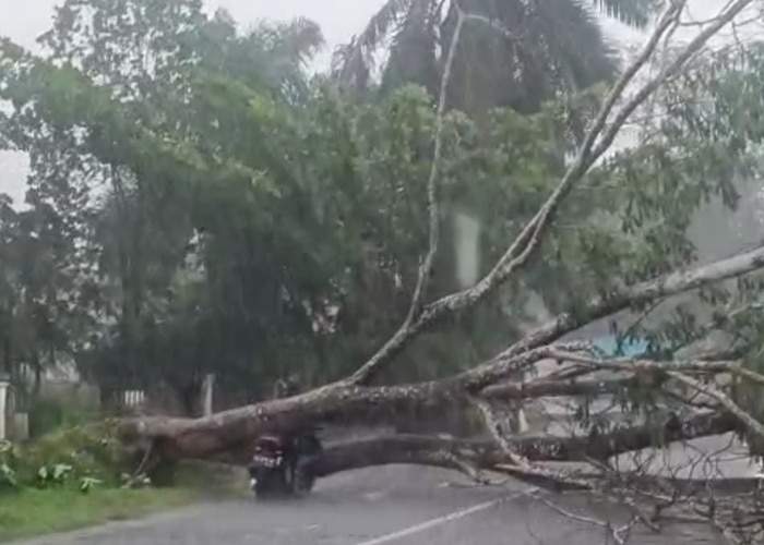 Hujan Deras Disertai Angin Kencang Rusak 30 Rumah di Kubu Raya, Satu Pengendara Luka Tertimpa Pohon