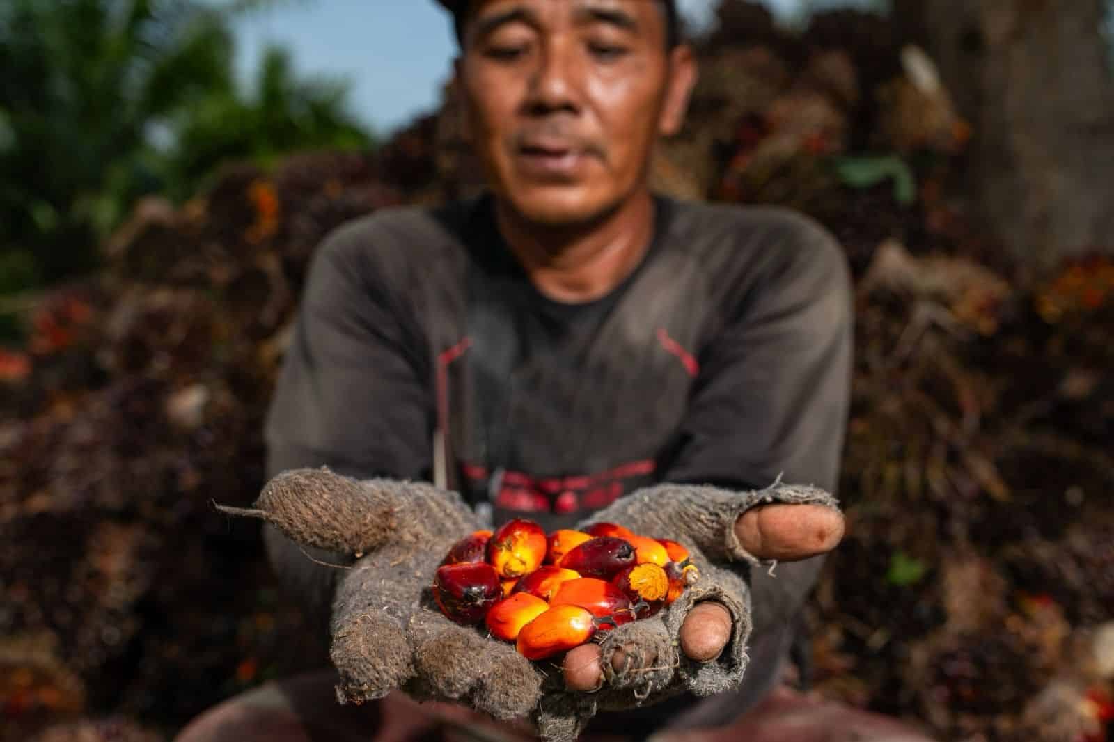 Sawit Berkembang, Pekerja Terpinggirkan: Menilik Realitas di Balik Kilau Industri Sawit di Kalbar