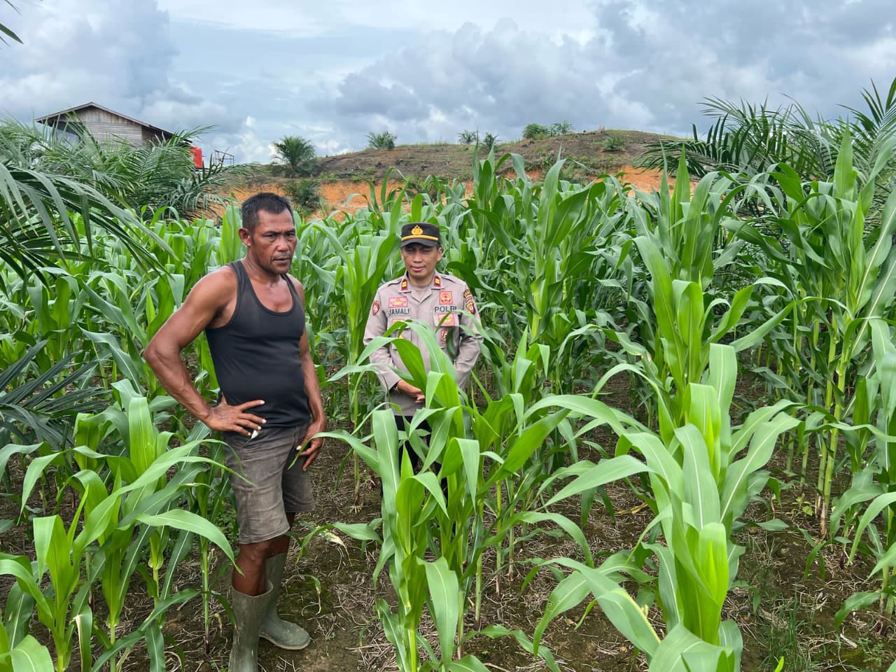 Dukung Program Ketahanan Pangan, Kapolsek Boyan Tanjung Laksanakan Monitoring Lahan Jagung Hibrida