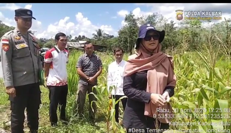 Kapolsek Jongkong dan Tim Lakukan Pengecekan Lahan Jagung dalam Mendukung Swasembada Pangan Nasional 2025