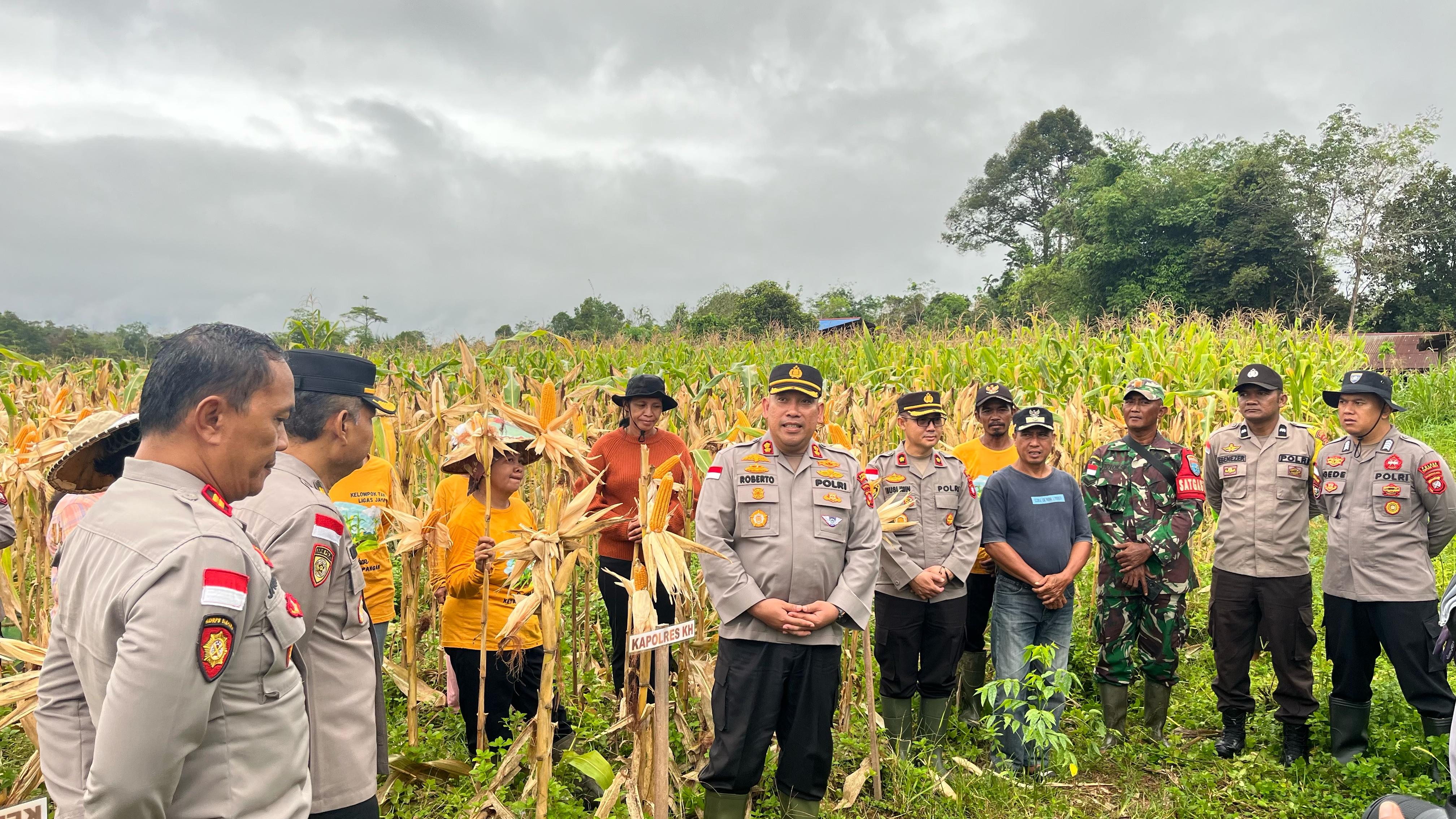 Kapolres Kapuas Hulu Panen Jagung bersama Poktan Ligas Jaya Nanga Awin Putussibau Utara
