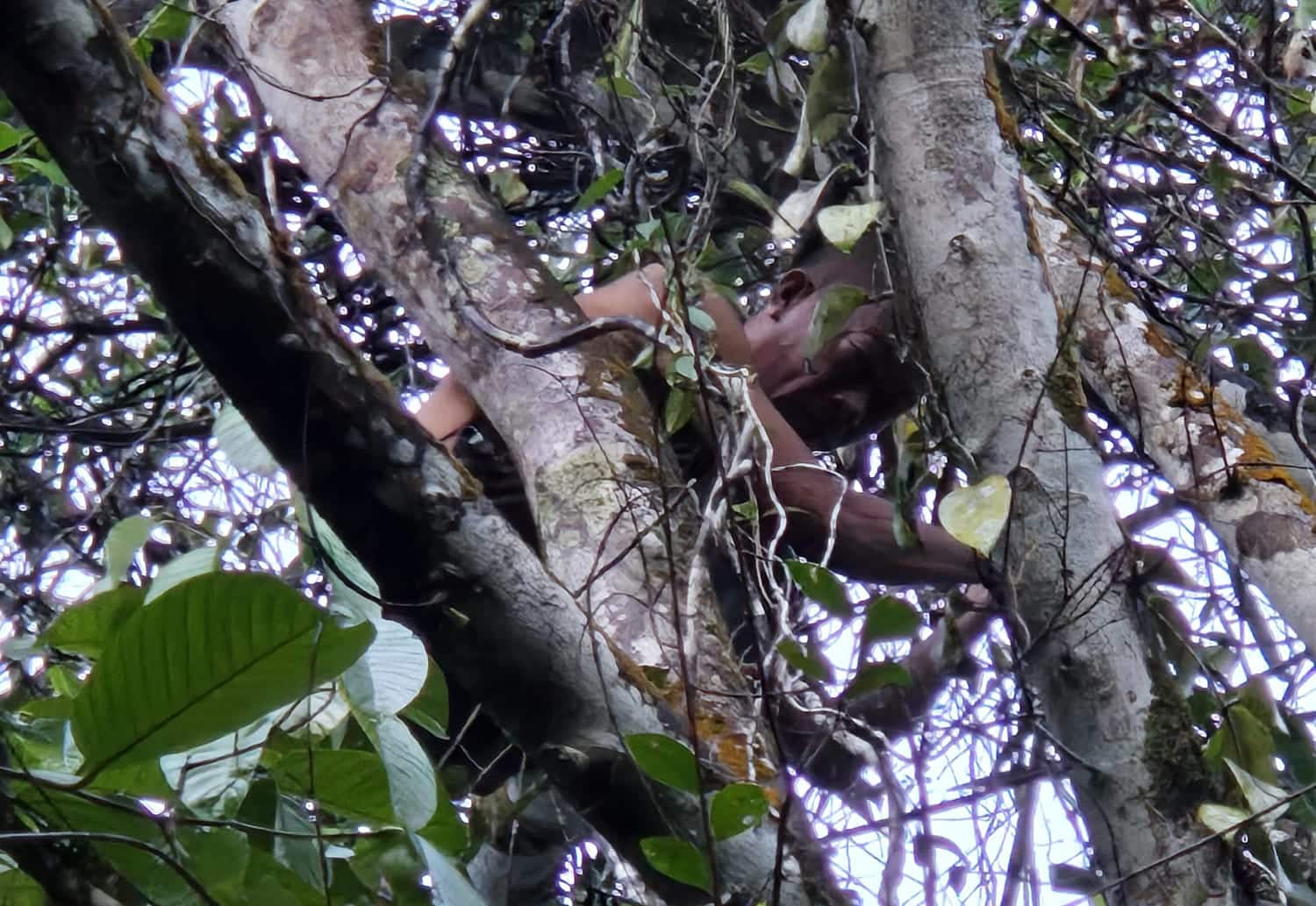 Diduga Depresi Karena Istri Selingkuh, Pria Asal Sulawesi Panjat Pohon 10 Meter di Jogging Track Untan Untuk Akhiri Hidup