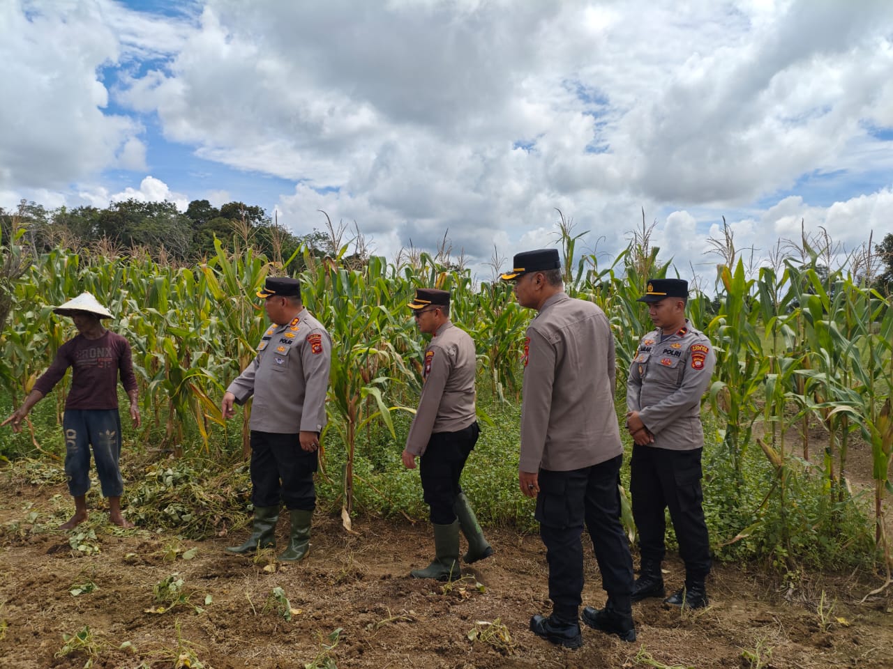 Kapolres Kapuas Hulu Tinjau Lahan Jagung Siap Panen di Kedamin Darat Putussibau Selatan