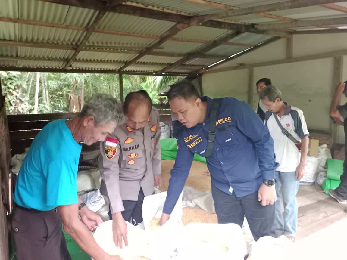 Bulog dan Polsek Embaloh Hulu Lakukan Pengukuran Kadar Air Jagung di Desa Pulau Manak