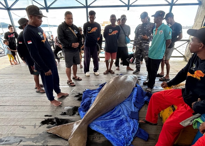 Dugong Mati Ditemukan di Perairan Kendawangan, Diduga Terjebak Jaring Nelayan