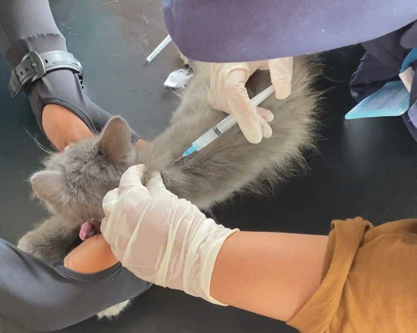 Kucing Juga Bisa Tularkan Rabies, Dokter Hewan di Pontianak Ingatkan Pentingnya Vaksin