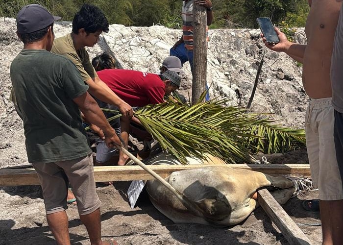 Iduladha 1446 H, PT SJM Salurkan Daging Kurban ke Warga Sekitar Tambang