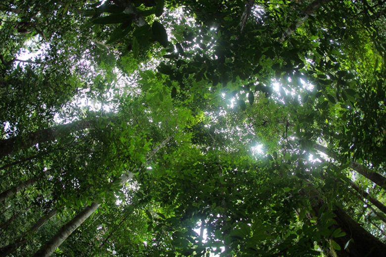 Kalimantan Barat Masuk Radar Pembangunan PLTN, Ini Potensi Uranium Melawi Menurut PLN