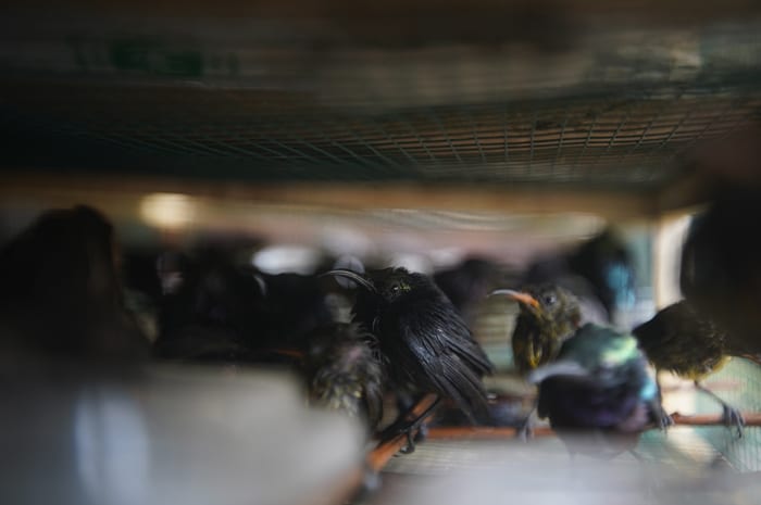 Karantina Kalbar Gagalkan Penyelundupan 173 Ekor Burung Tanpa Dokumen di Pelabuhan Dwikora