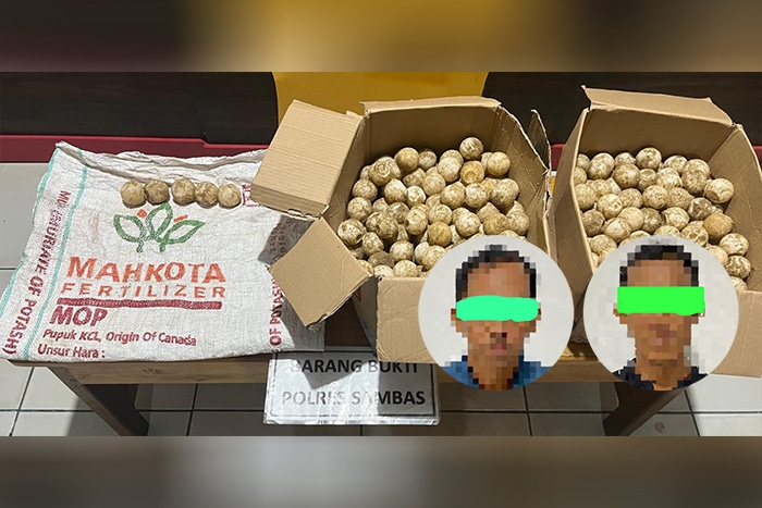 Polisi Tangkap 2 Pria Pencuri Telur Penyu di Paloh, 445 Butir Diamankan
