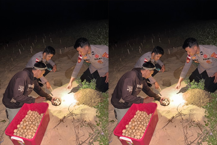 Polres Sambas Serahkan 445 Telur Penyu Sitaan ke WWF untuk Ditetaskan Alami