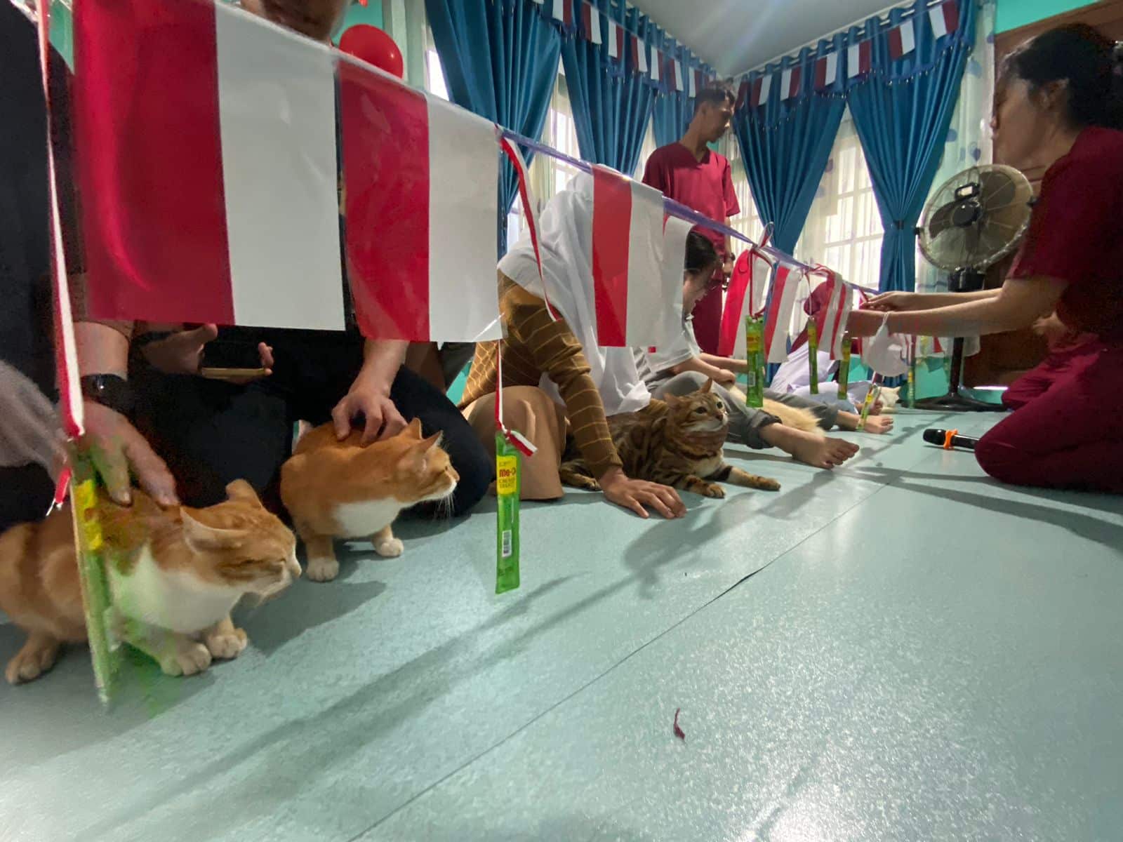 Gemasnya Kucing dan Anjing Ikut Lomba Perayaan 17 Agustus di Pontianak