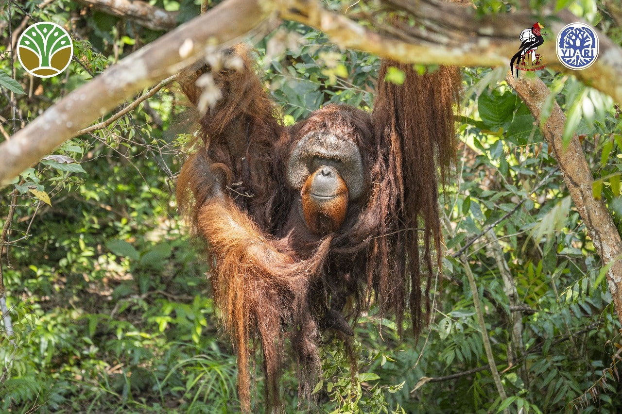 Hari Orangutan Internasional, Jojo Kembali ke Hutan Usai 20 Tahun Dikurung