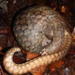 { \Illuminate\Support\Str::words($kategorix->post_title, 30, '') }}