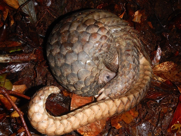 Sidang Tuntutan Perdagangan Sisik Trenggiling di Sanggau Ditunda, Publik Tunggu Komitmen Penegakan Hukum