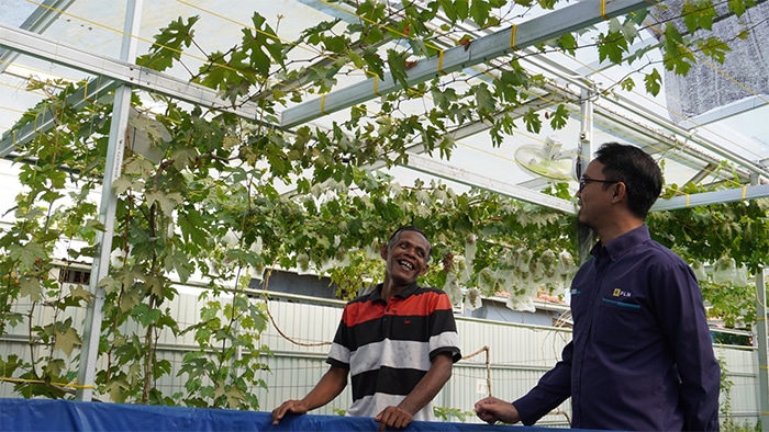 PLN UIP3B Kalimantan Perkuat Ekonomi Lokal Lewat Bantuan Pembibitan di Kebun Anggur Cempakasari