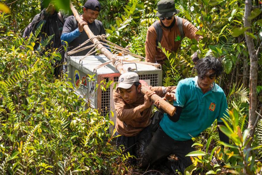 Cegah Konflik dengan Warga Desa Tempurukan, Tim Gabungan Translokasi Dua Individu Orang Utan ke Tempat Aman