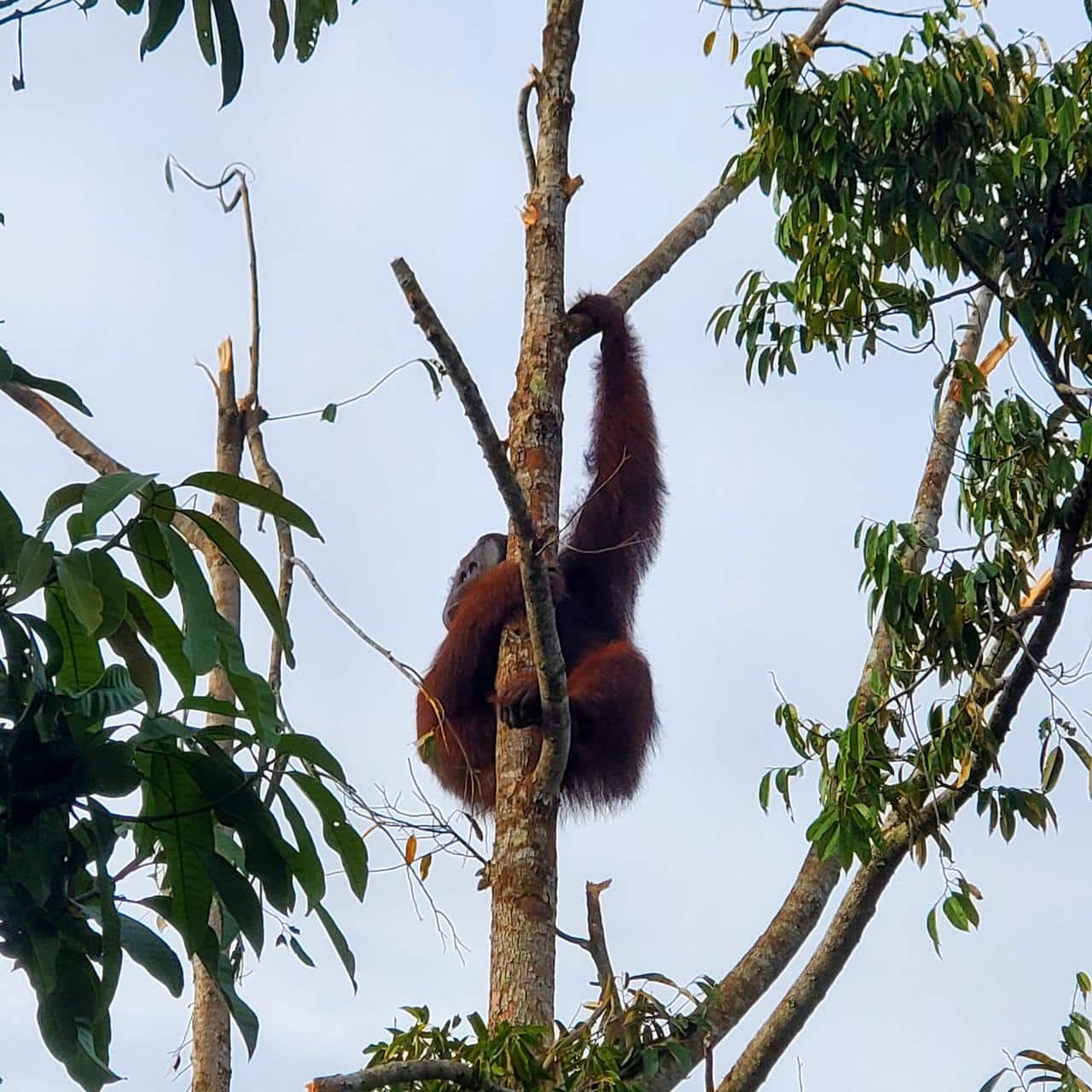 Geger, Orang Utan Masuk Kebun Warga di Sukadana