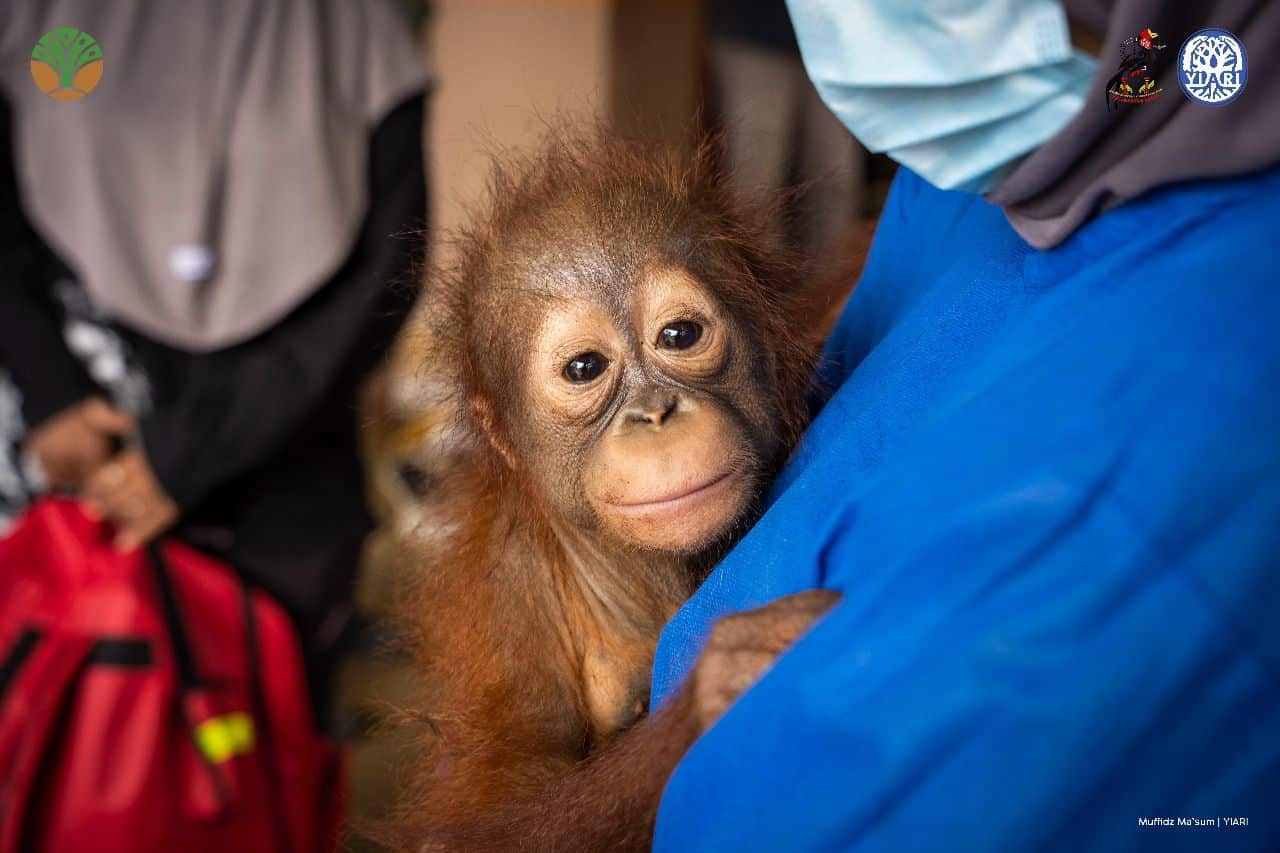 Dipelihara di Lokasi PETI, Bayi Orang Utan “Randy” Berhasil Diselamatkan BKSDA Kalbar