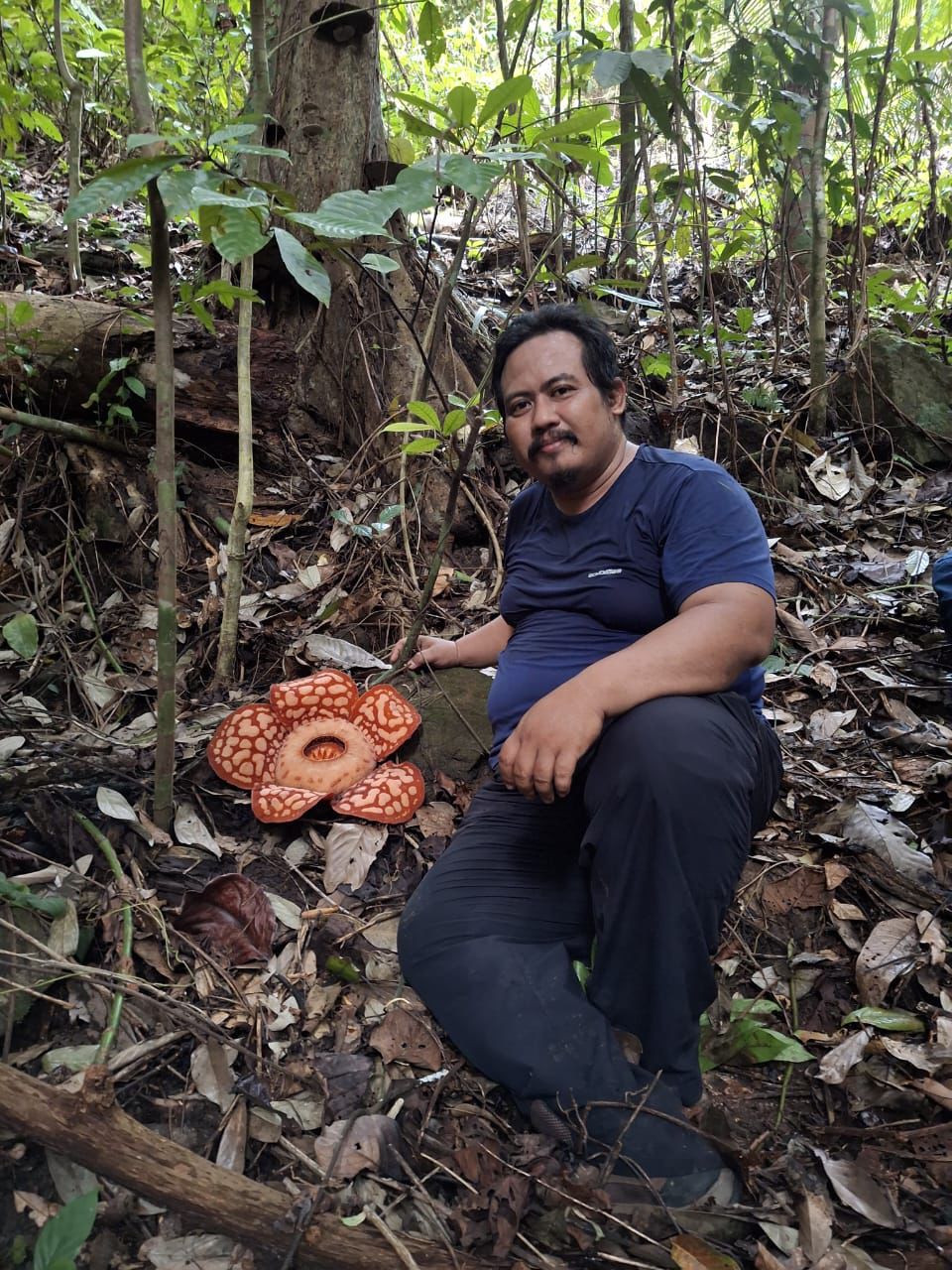 Cerita Warga Temukan Bunga Langka Rafflesia Hasseltii di Kawasan Hutan Lindung Desa Temajuk