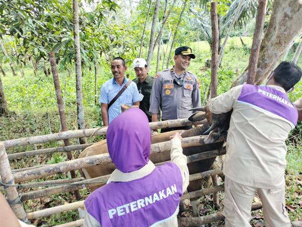 Satuan Tugas Pencegahan dan Penanganan Penyakit Kuku dan Mulut pada hewan ternak Kabupaten Melawi saat memeriksa hewan ternak warga