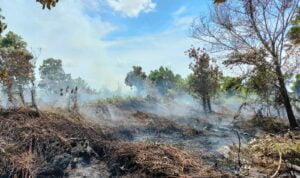 Dua Hektare Lahan Di Dusun Bunga Terbakar