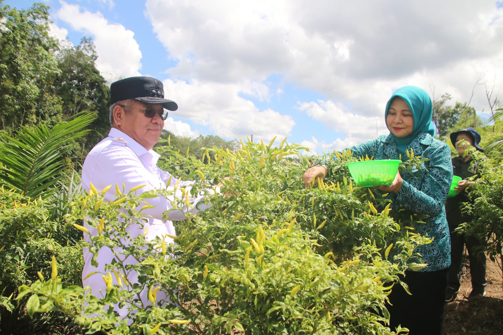 Pj Gubernur Kalbar, Harisson dan Pj Ketua TP PKK Provinsi Kalbar, Windy Prihastari melakukan panen cabai rawit di Desa Menyabo, Kecamatan Tayan Hulu, Rabu (06/12/2023). (Foto: Jauhari)