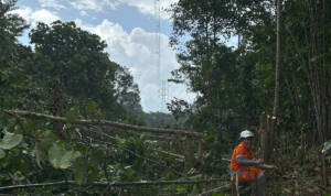 Tim Grebek Right of Way UPT melaksanakan penebangan pohon yang berada di bawah jalur transmisi Muara Teweh-Buntok - PLN